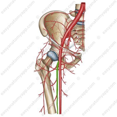 Глубокая бедренная артерия (a. profunda femoris)